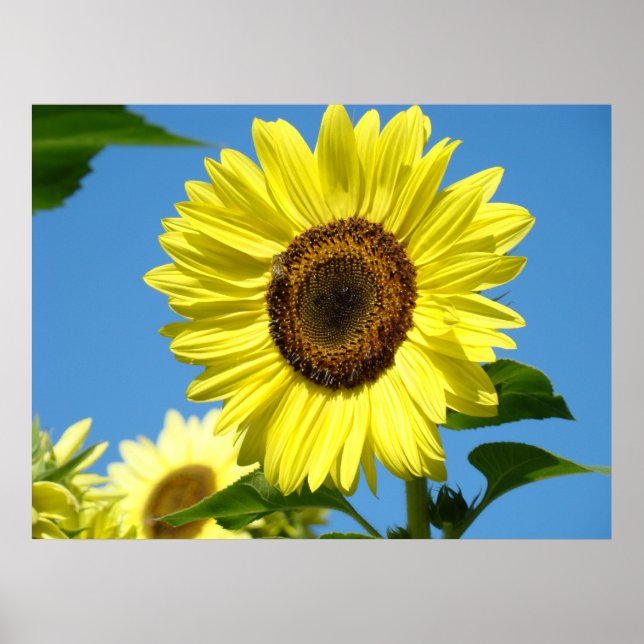 Poster Mur Art Tournesols Art Imprimantes Ciel Bleu toile (Devant)