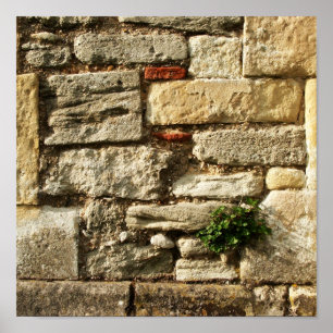 Poster Mur De Pierre. Avec un petit plante.