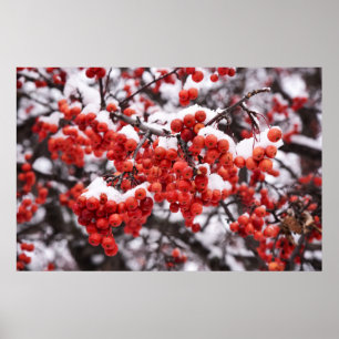Poster mural 36x24