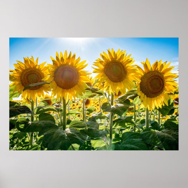 Poster mural 36x24 (Devant)