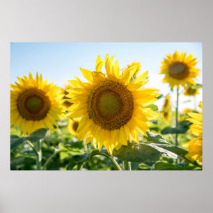 Poster mural 36x24