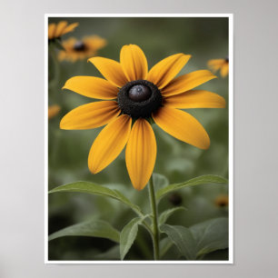 Poster mural belle Black Eyed Susan Flower