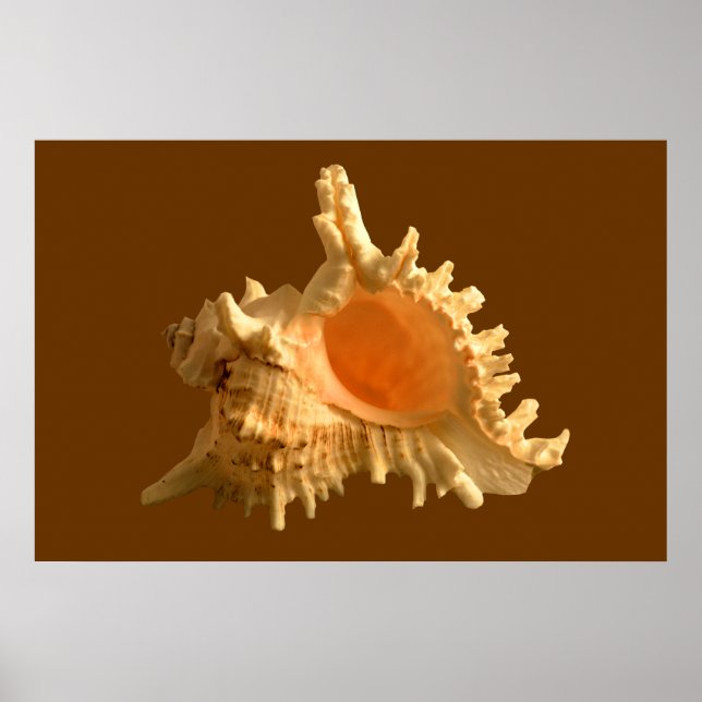 Poster Murex Ramous (Devant)