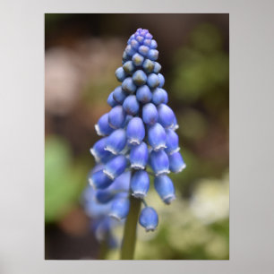 Poster Muscari Armeniacum, Hyacinthe aux raisins