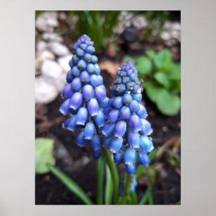 Poster Muscari Armeniacum, Hyacinthe aux raisins avec Rai