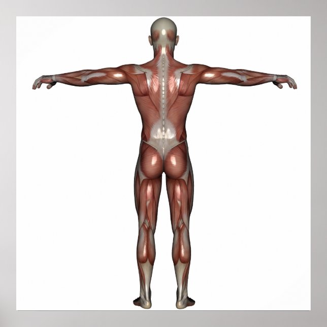 Poster Muscle de l'affiche (Devant)