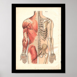 Poster Muscle humain vintage et anatomie du squelette Imp