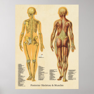 Poster Muscle Skeleton Skeletal Anatomie Graphique Femme