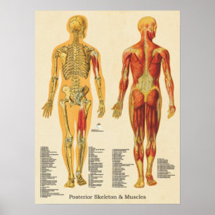 Poster Muscle Squelette Skeletal Anatomie Graphique Poste