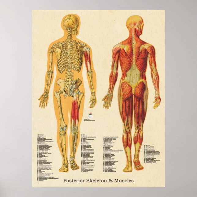 Poster Muscle Squelette Skeletal Anatomie Graphique Poste (Devant)