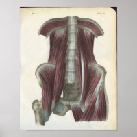 Muscles abdominaux et pelviens Anatomie Imprimer