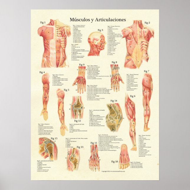 Poster Muscles Anatomie Músculos Anatomie Graphique espag (Devant)