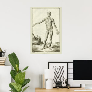 Poster Muscles Antiques, Anatomie Humaine par Denis Dider