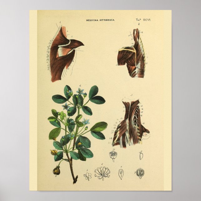 Poster Muscles cou de l'épaule Anatomie Art Imprimer (Devant)