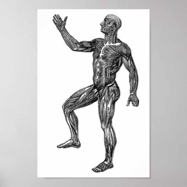Poster Muscles d'anatomie humaine masculine Science Médic (Devant)