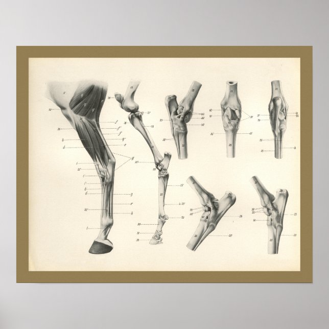 Poster Muscles de cheval Os de jambe Joints Anatomie Impr (Devant)