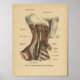 Poster Muscles de cou d'impression d'anatomie d'Allemand
