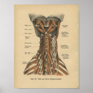 Poster Muscles de cou d'impression d'anatomie d'Allemand
