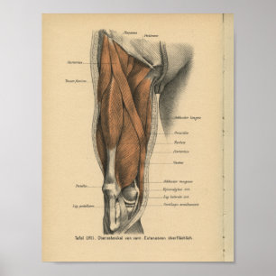 Poster Muscles de jambe d'impression de l'anatomie humain