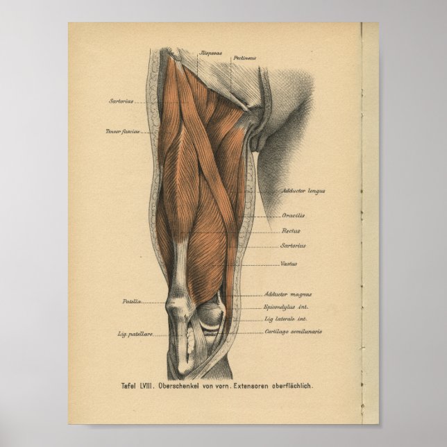 Poster Muscles de jambe d'impression de l'anatomie humain (Devant)