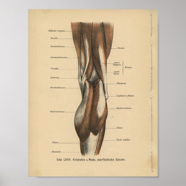 Poster Muscles de jambe d'impression de l'anatomie humain (Devant)