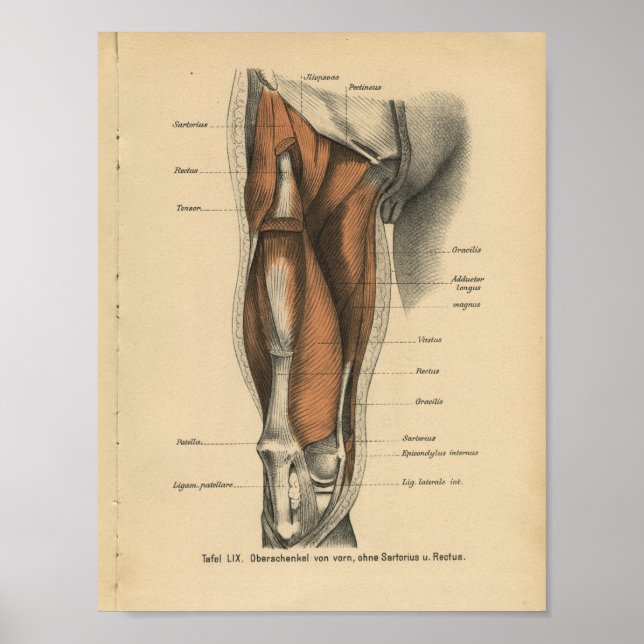 Poster Muscles de jambe d'impression de l'anatomie humain (Devant)