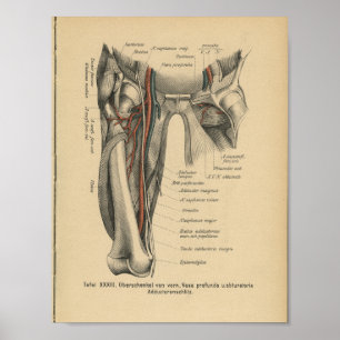 Poster Muscles de jambe d'impression de l'anatomie humain