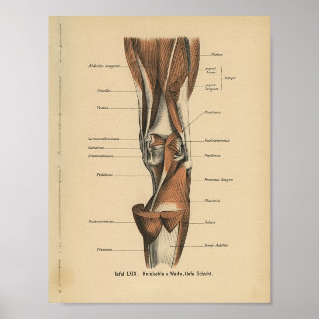 Poster Muscles de jambe d'impression de l'anatomie humain (Devant)