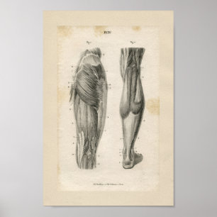 Poster Muscles de jambe Vintage Anatomie Imprimer