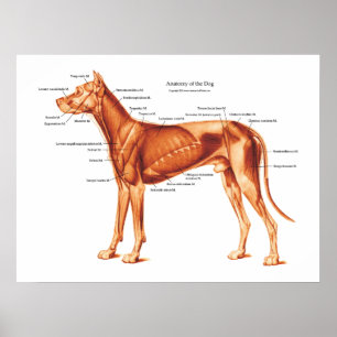 Poster Muscles de l'affiche d'anatomie du chien