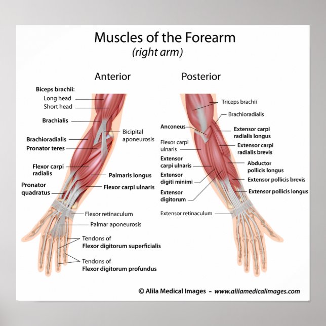 Poster Muscles de l'avant-bras vue antérieure et postérie (Devant)