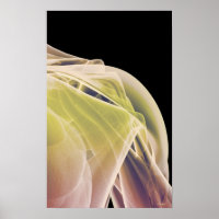 Muscles de l'épaule 4