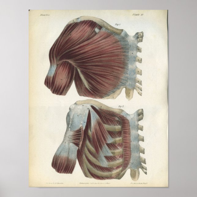 Poster Muscles de poitrine et d'épaule Anatomie Imprimer (Devant)