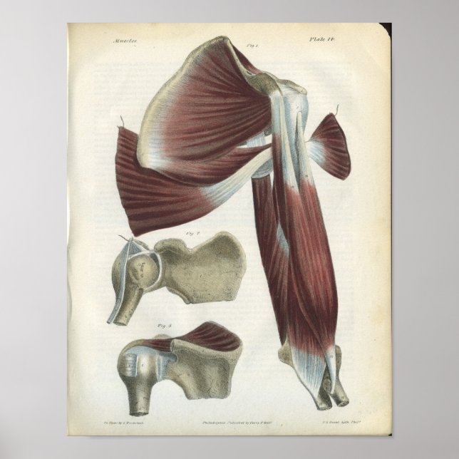 Poster Muscles d'épaule Vintage Anatomie Imprimer (Devant)
