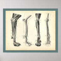 Muscles des os de la jambe de chien Anatomie vétér