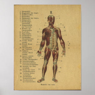 Poster Muscles d'impression d'anatomie allemande vintage