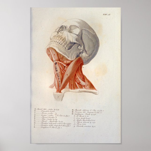 Poster Muscles du cou Anatomie du crâne Imprimer Français (Devant)
