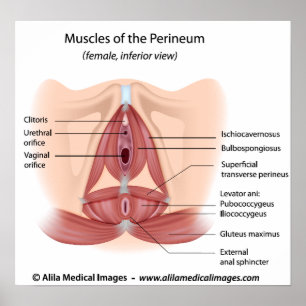 Poster Muscles du pelvis et du périnée femelles, étiqueté