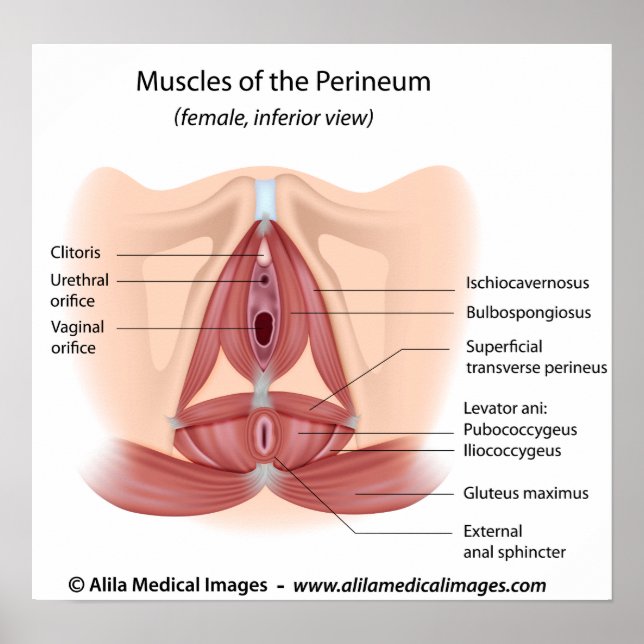 Poster Muscles du pelvis et du périnée femelles, étiqueté (Devant)