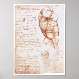 Poster Muscles du Torso, Léonard de Vinci