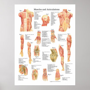 Poster Muscles et Articulations Anatomie Graphique