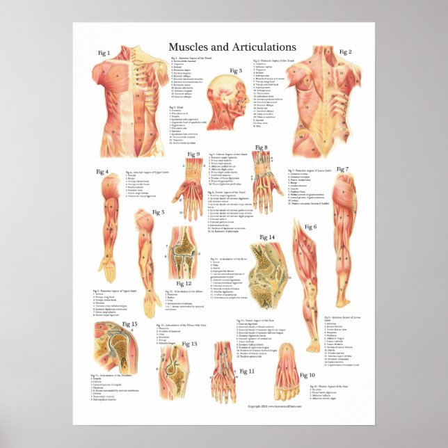 Poster Muscles et Articulations Anatomie Graphique (Devant)