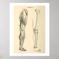 Muscles et os anatomiques vintages Jambe humaine