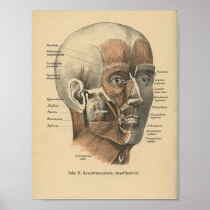 Poster Muscles faciaux d'impression d'anatomie d'Allemand
