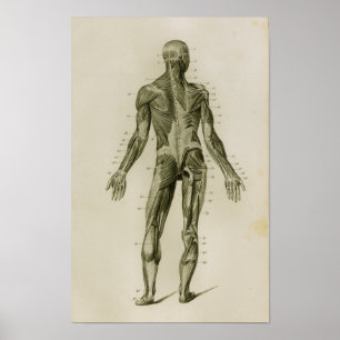 Poster Muscles humains Anatomie Vintage postérieure Impri
