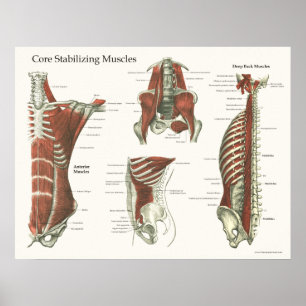 Poster Muscles stabilisateurs profonds et de base Anatomi