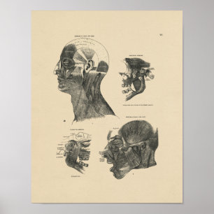 Poster Muscles vintages Anatomie 1880 Imprimer