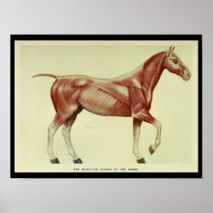Poster Muscles vintages de l'anatomie du cheval Imprimer