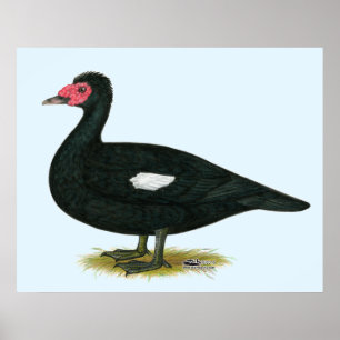 Poster Muscovy Black Drake