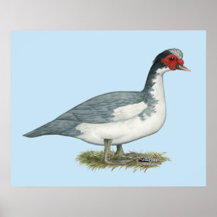 Poster Muscovy Blue Pied Drake
